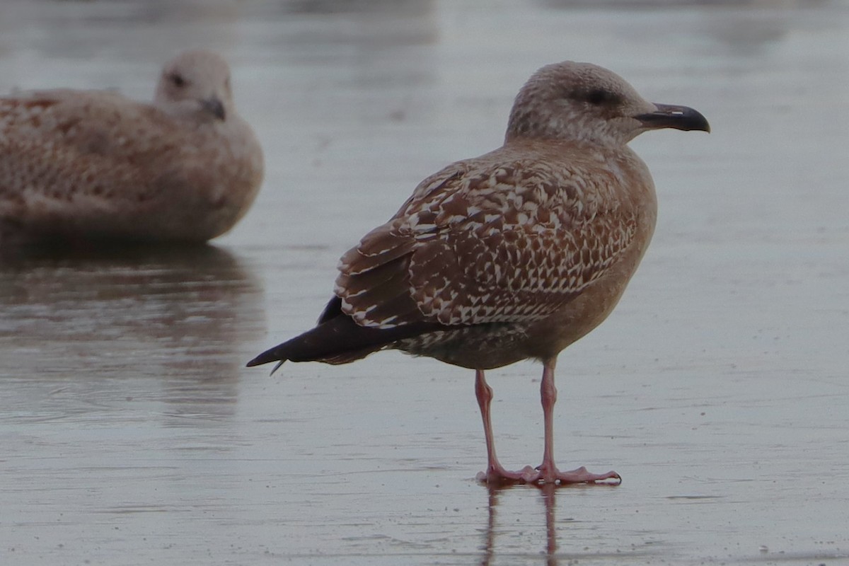 Lesser Black-backed Gull - ML627784190