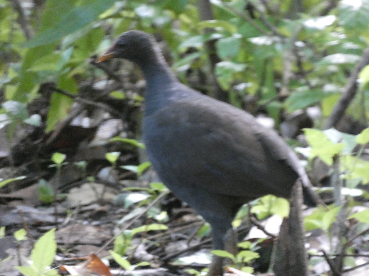 Mégapode mélanésien - ML627784191