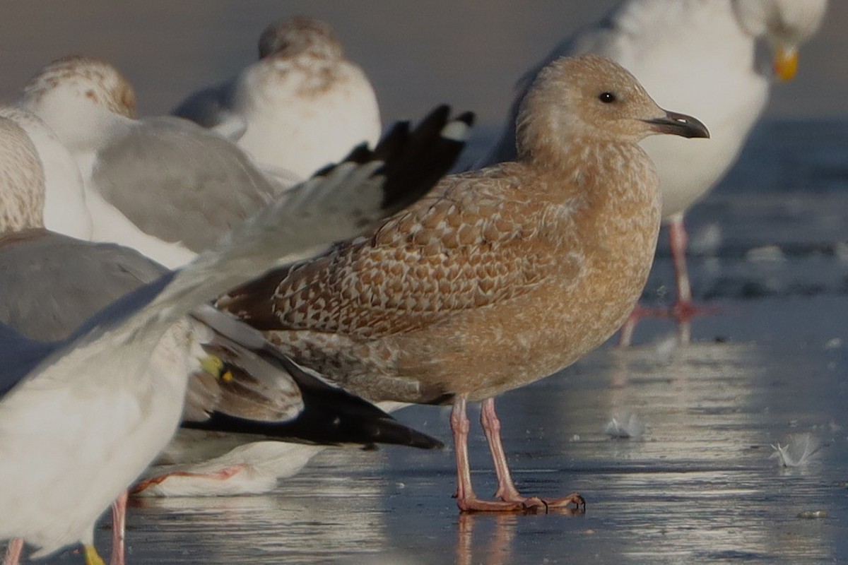 Iceland Gull - ML627784211