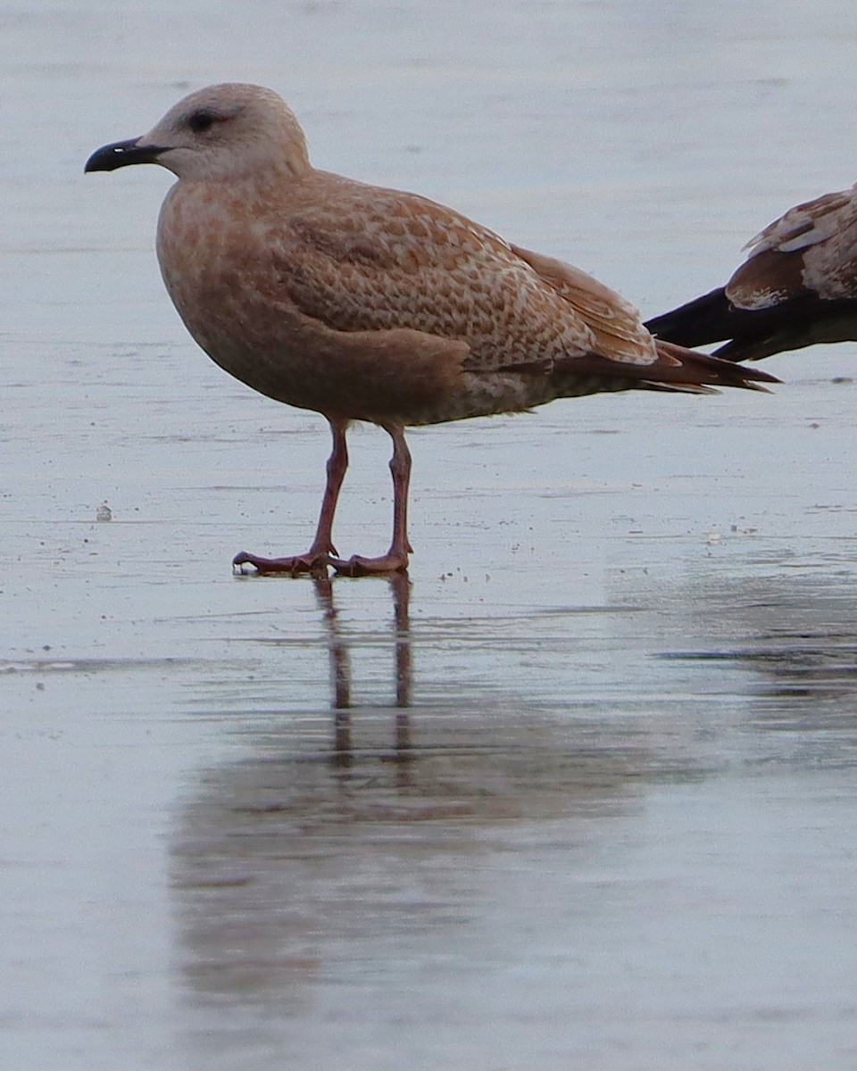 Iceland Gull - ML627784219