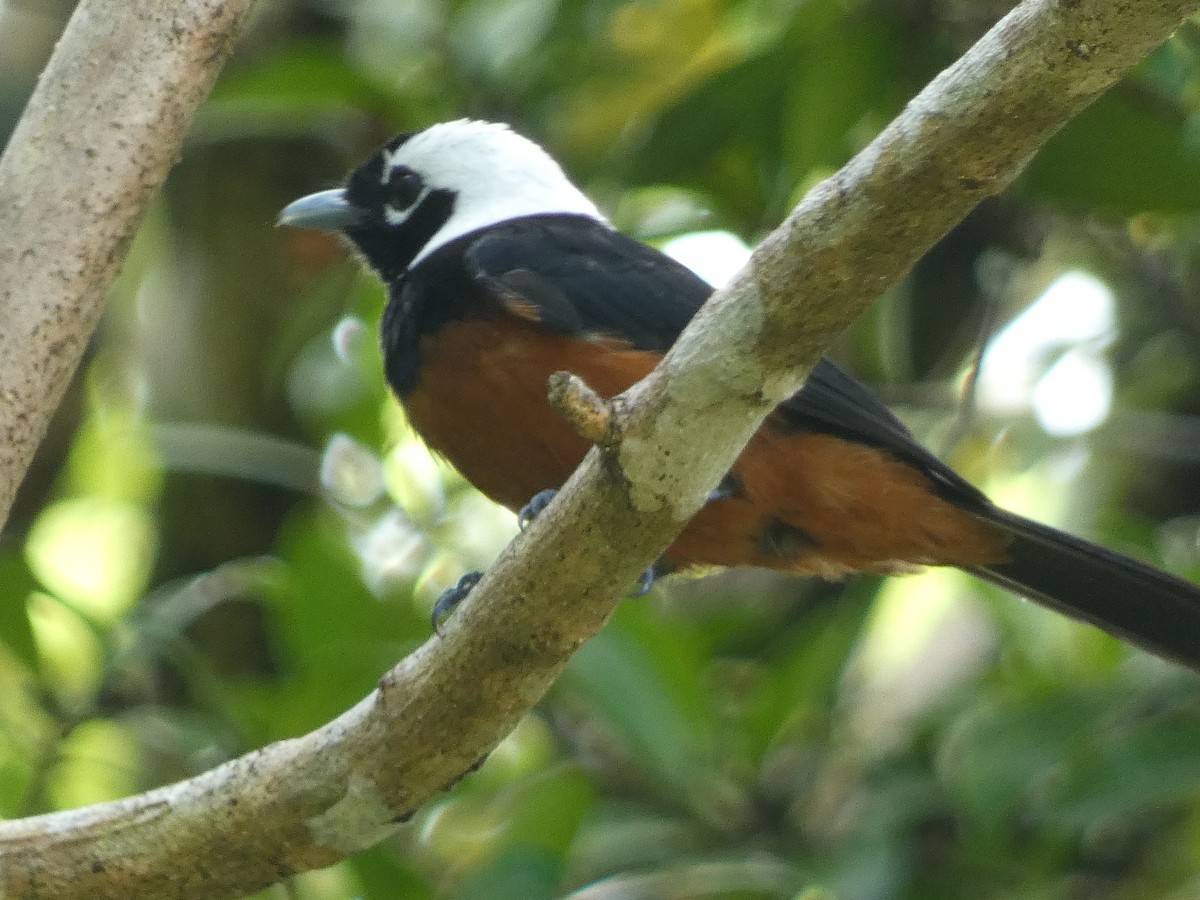 White-capped Monarch - ML627784228