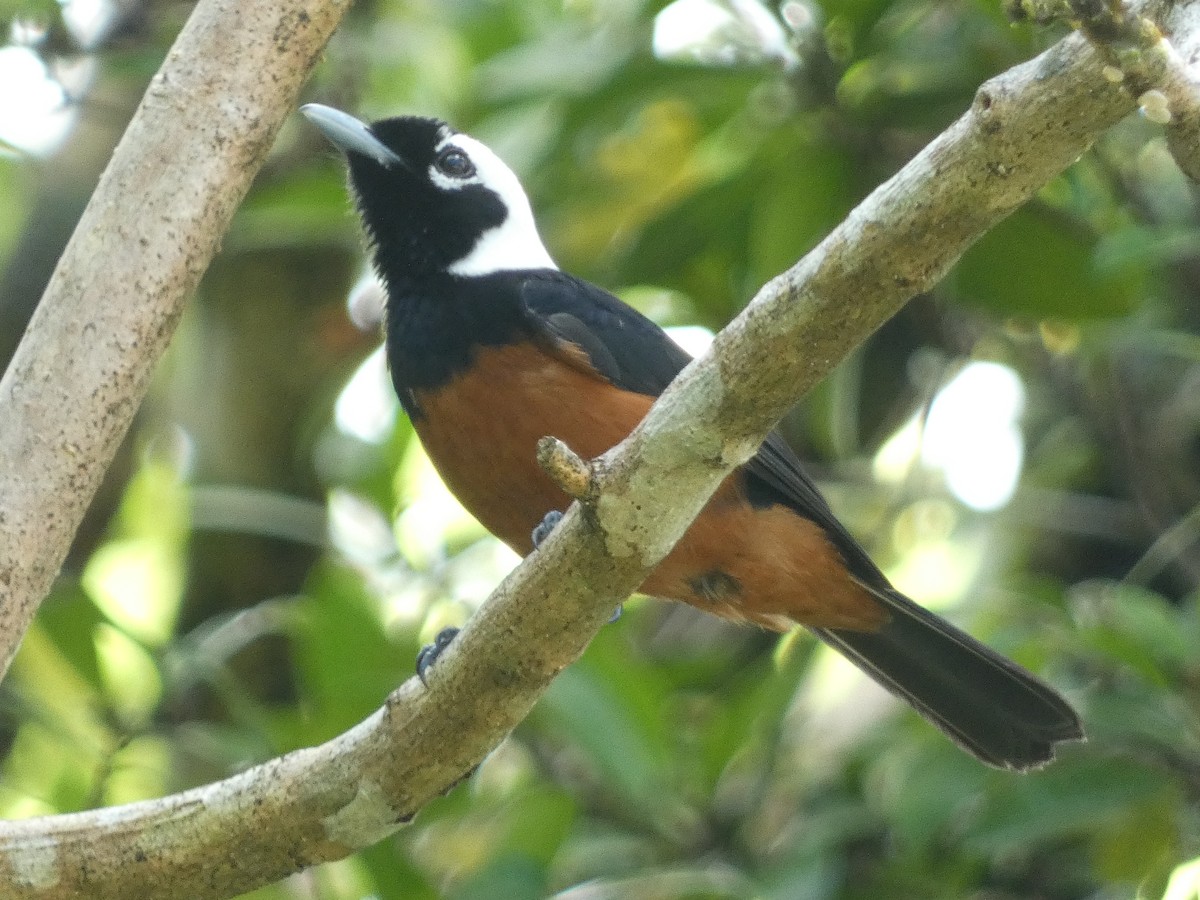 White-capped Monarch - ML627784230