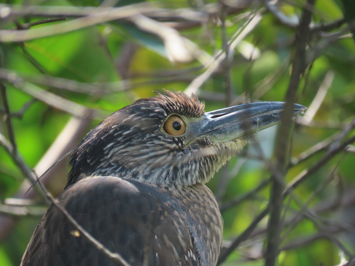 Yellow-crowned Night Heron - ML627784254