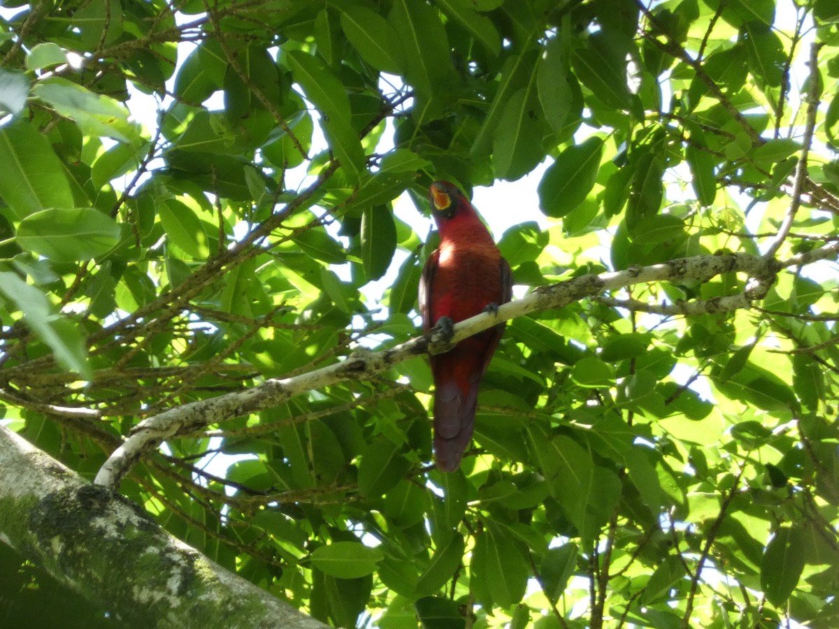 Cardinal Lory - ML627784256