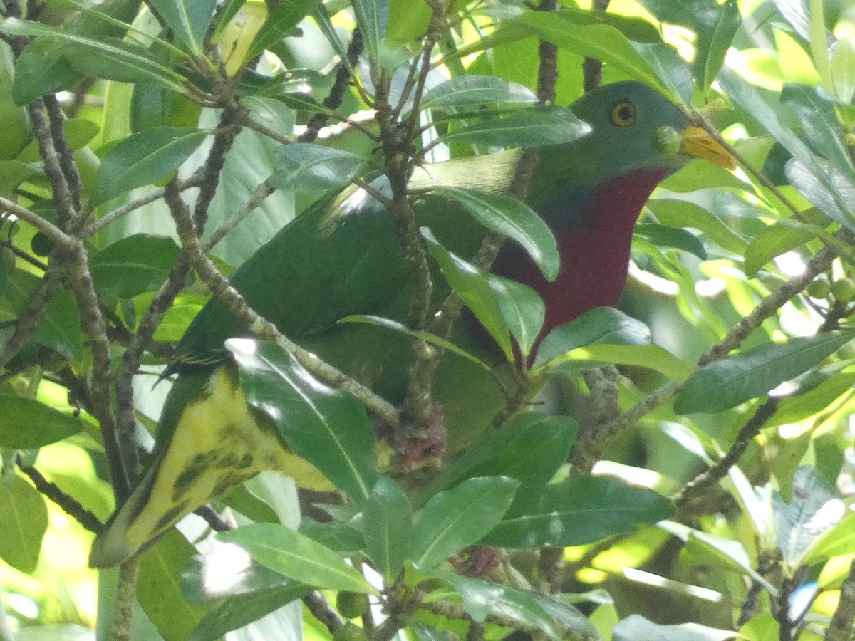 Claret-breasted Fruit-Dove - ML627784274