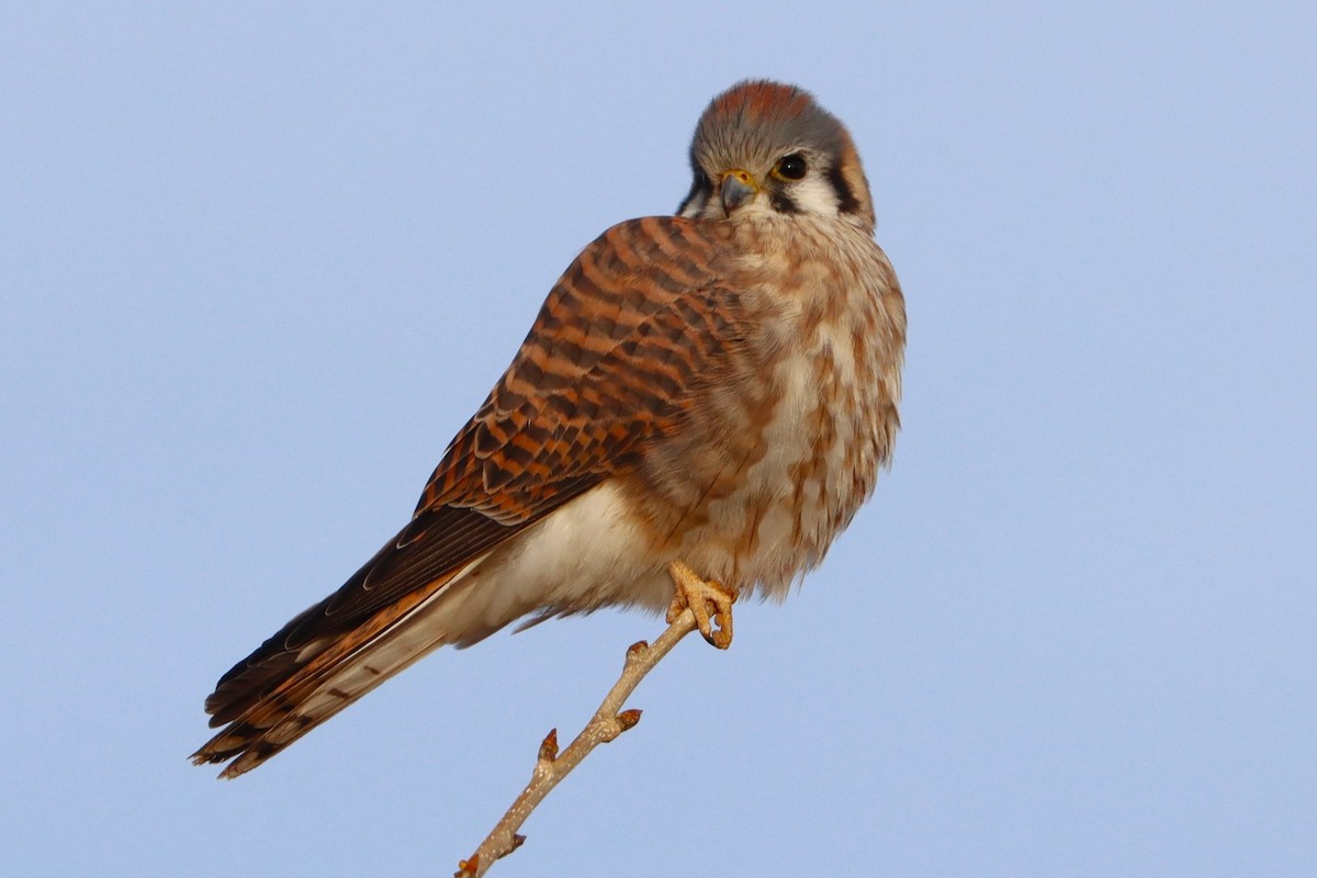 American Kestrel - ML627784283