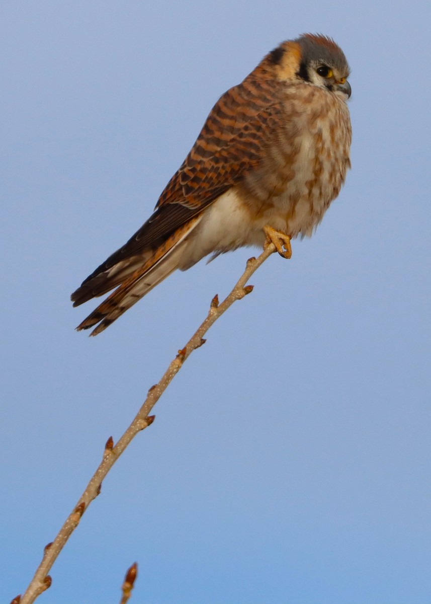 American Kestrel - ML627784288