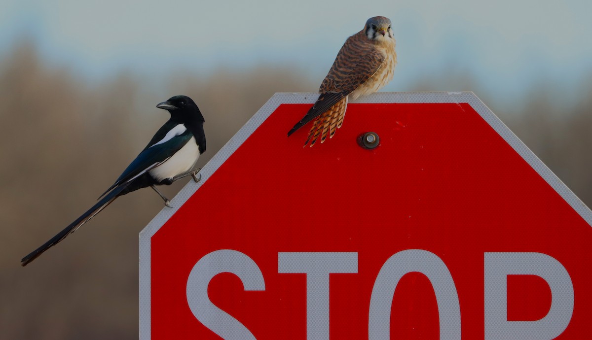 American Kestrel - ML627784298