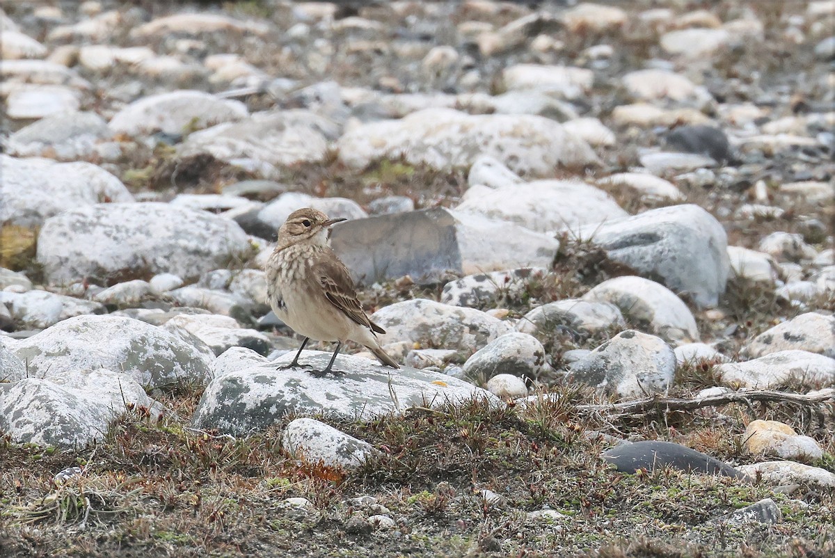 Common Miner (Patagonian) - ML627784307