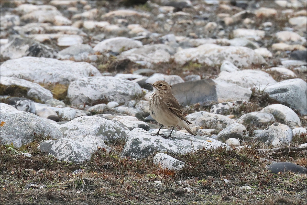 Common Miner (Patagonian) - ML627784308