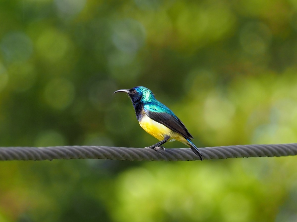 Variable Sunbird - ML627784319