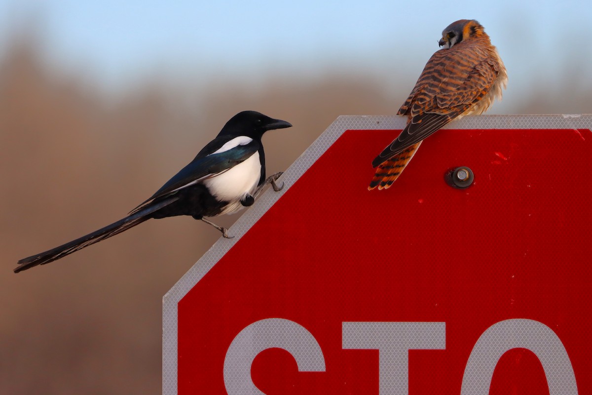 Black-billed Magpie - ML627784330