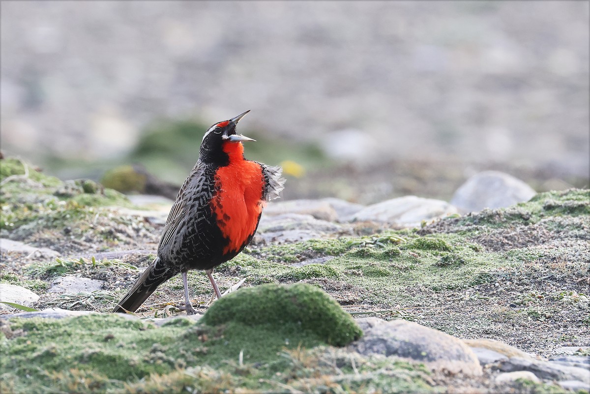 Long-tailed Meadowlark - ML627784338