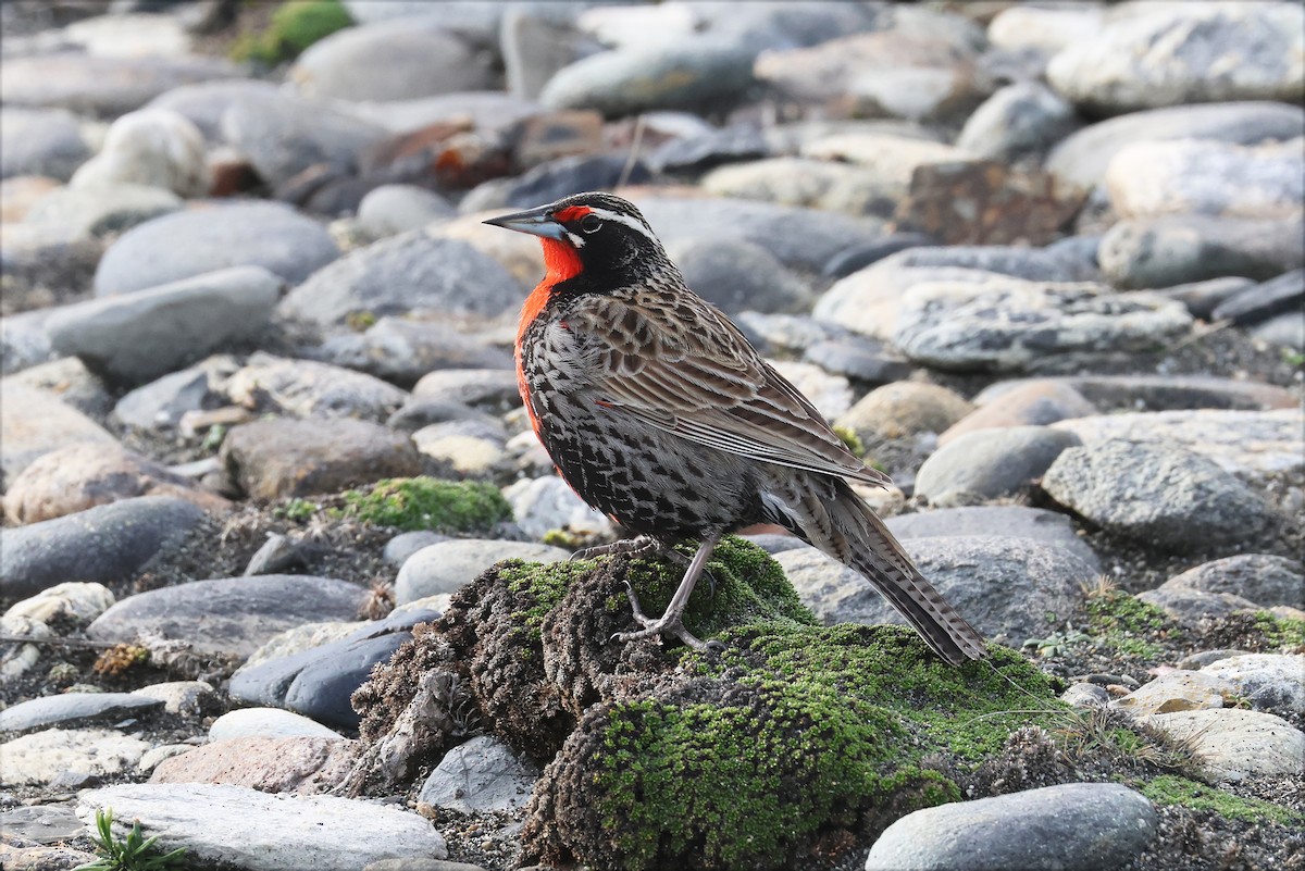 Long-tailed Meadowlark - ML627784339