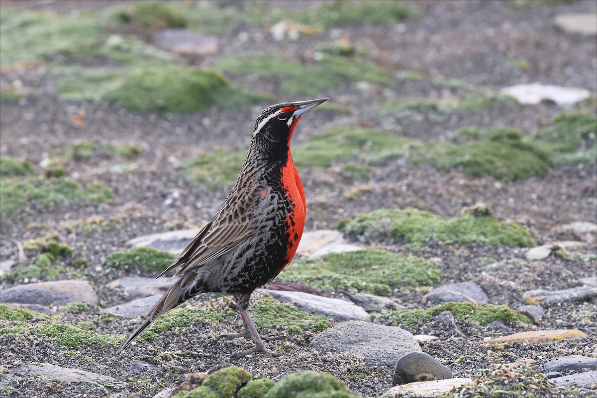 Long-tailed Meadowlark - ML627784341