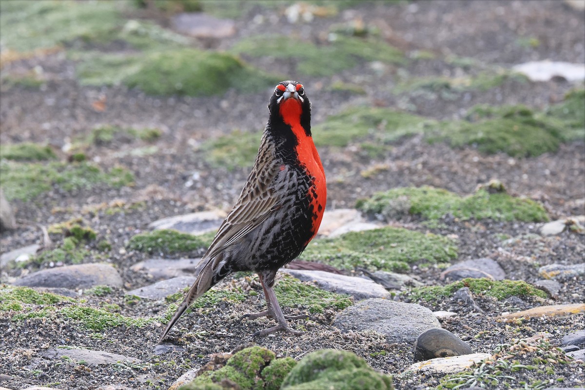 Long-tailed Meadowlark - ML627784342