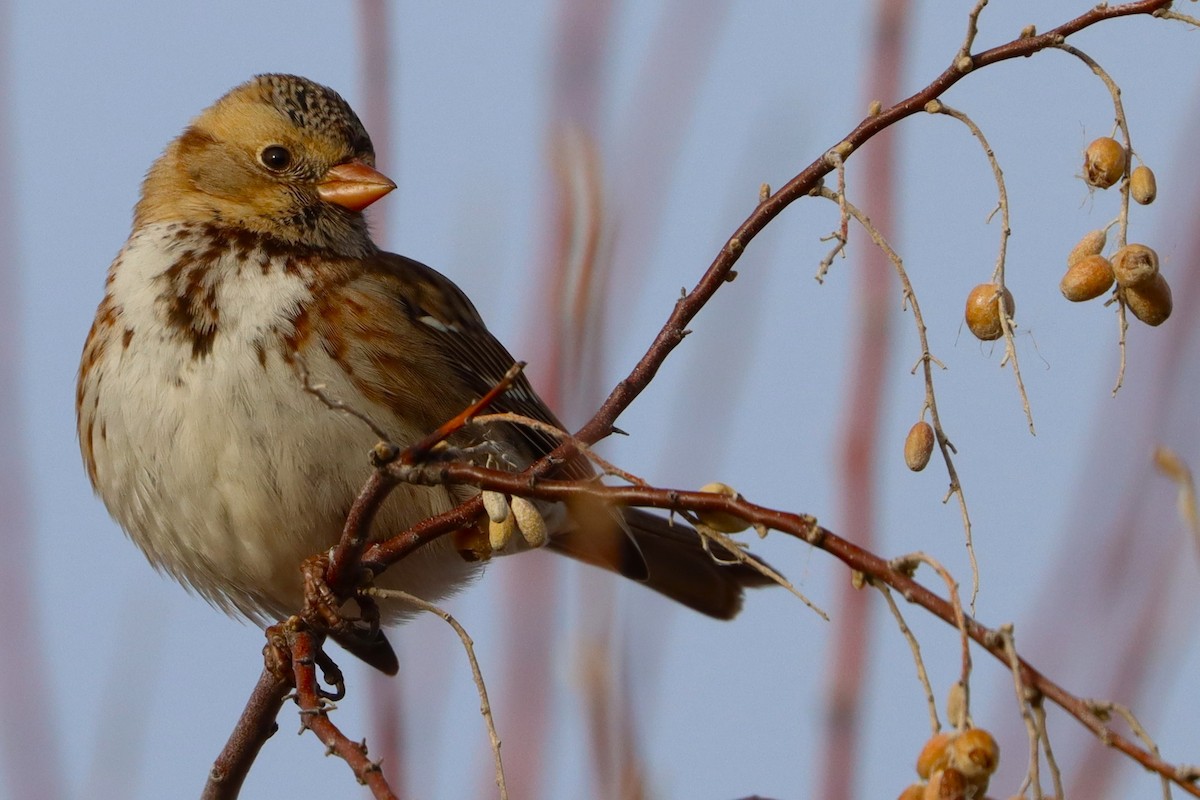 Harris's Sparrow - ML627784358