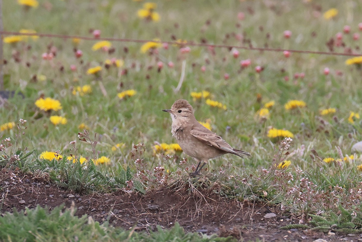 Short-billed Miner - ML627784369