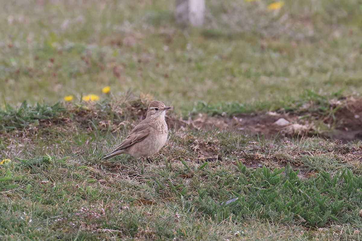 Short-billed Miner - ML627784370