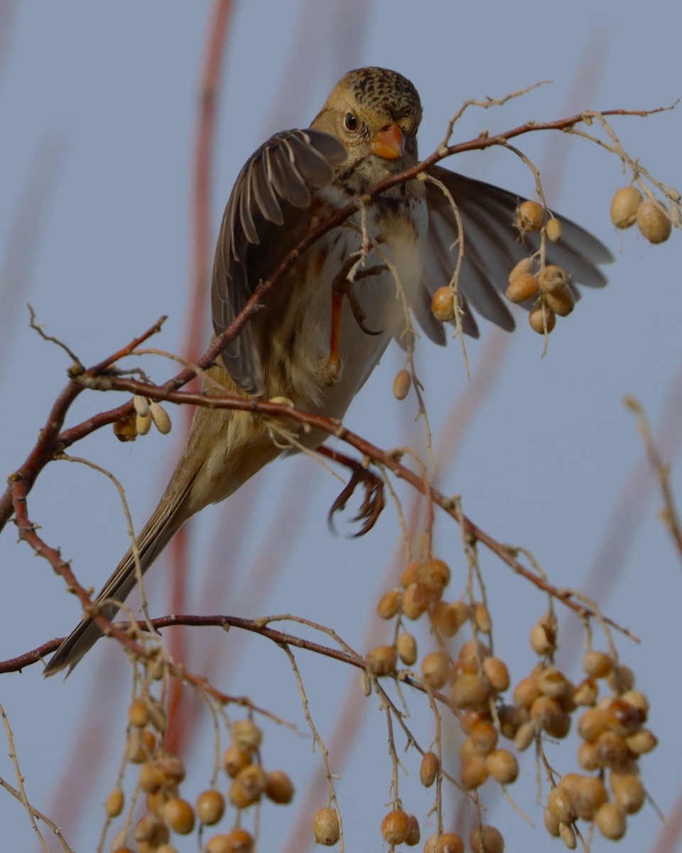 Harris's Sparrow - ML627784373