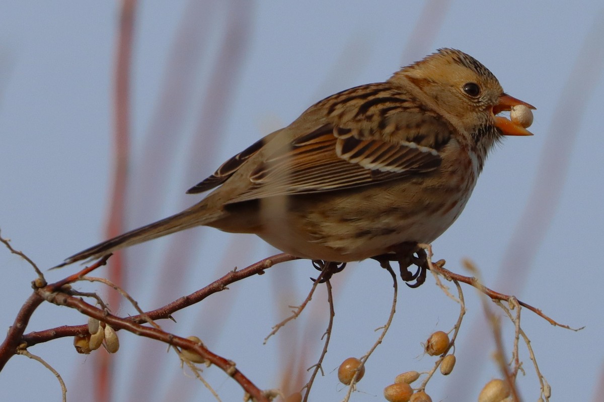 Harris's Sparrow - ML627784374