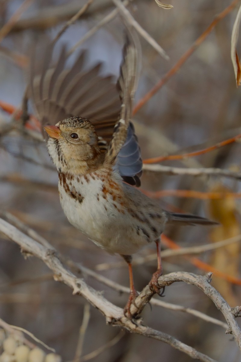 Harris's Sparrow - ML627784376