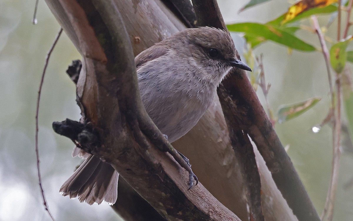 Dusky Robin - ML627784390