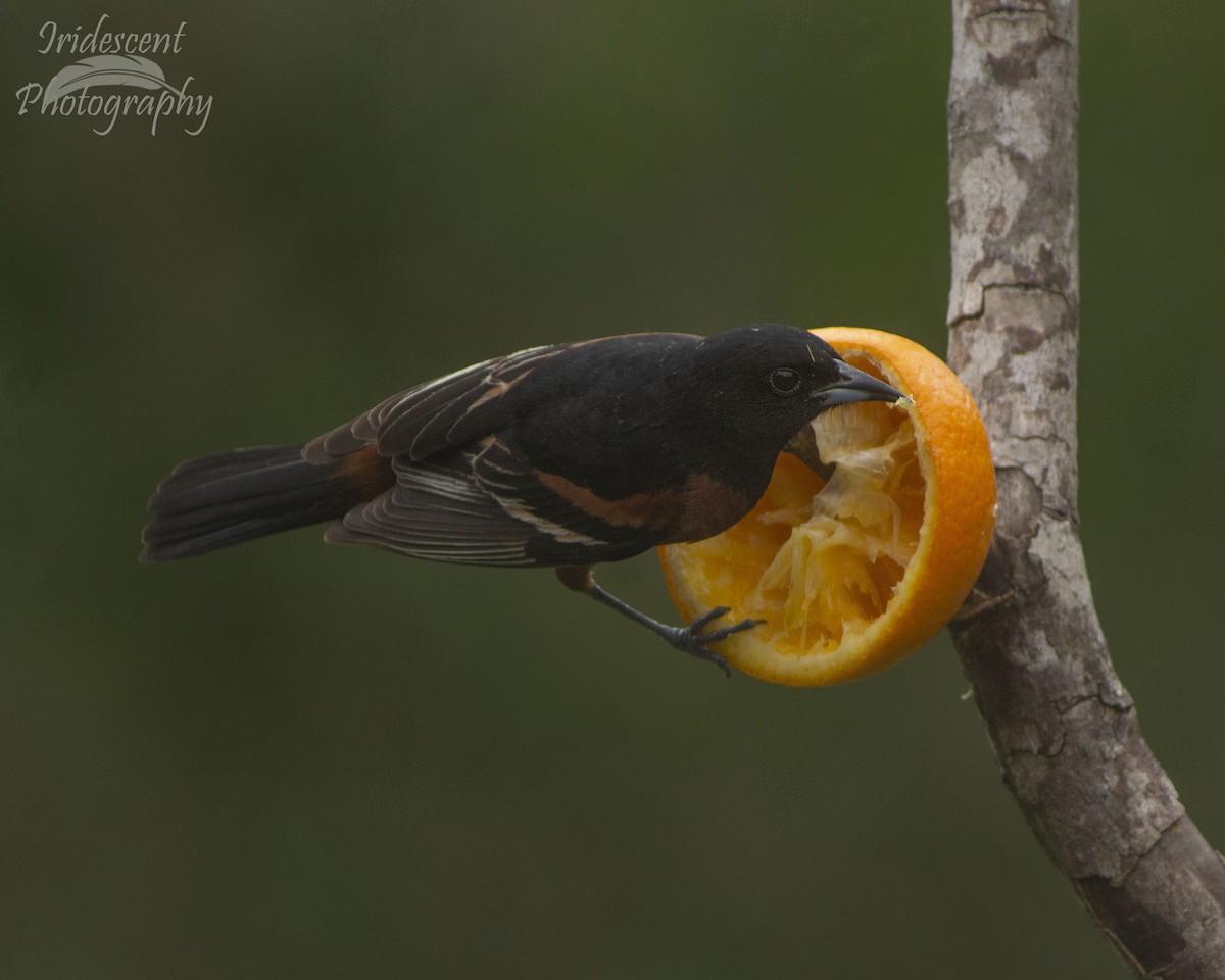 Orchard Oriole - ML627784395