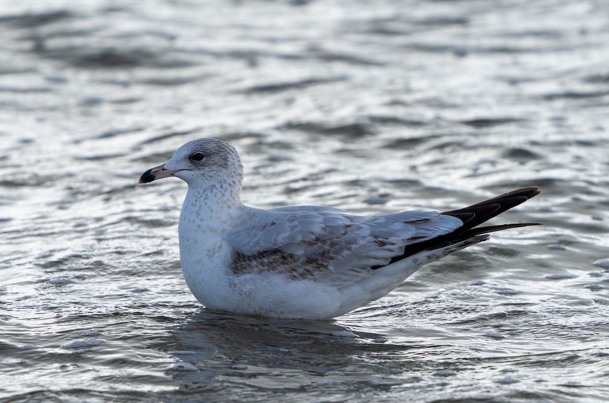 Ring-billed Gull - ML627784398