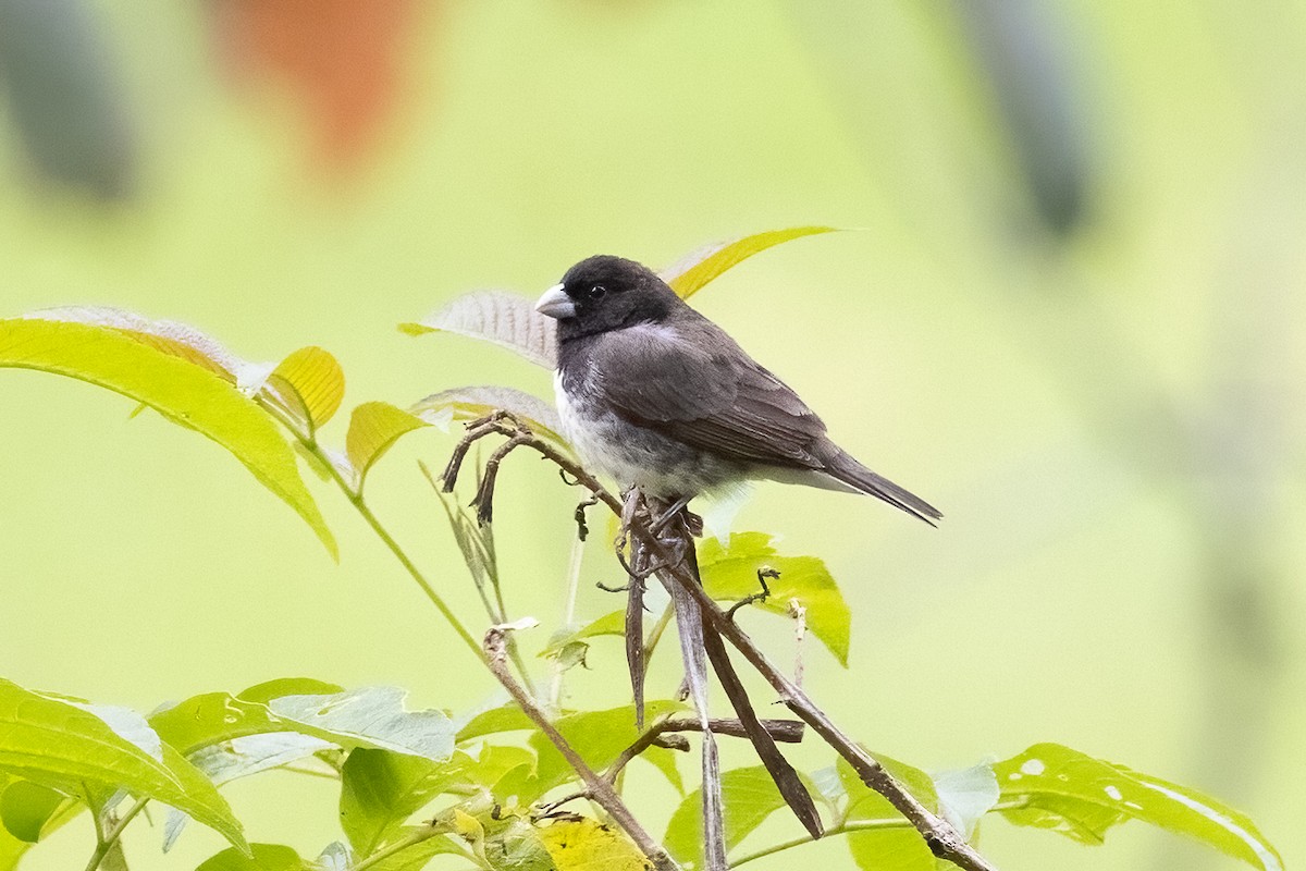 Yellow-bellied Seedeater - ML627784403