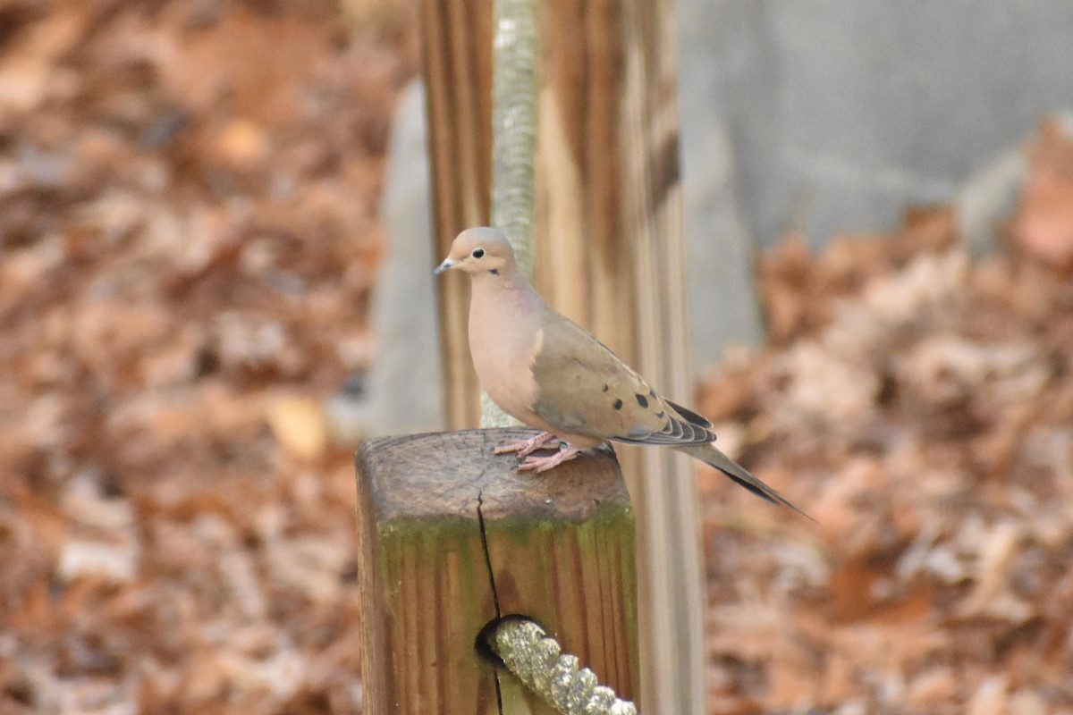 Mourning Dove - ML627784416