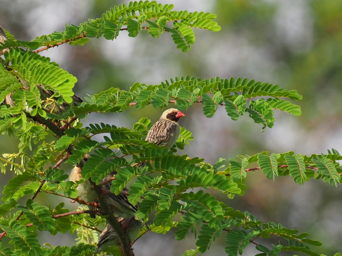 Red-billed Quelea - ML627784454