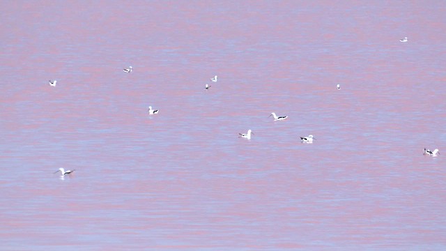 Banded Stilt - ML627784455