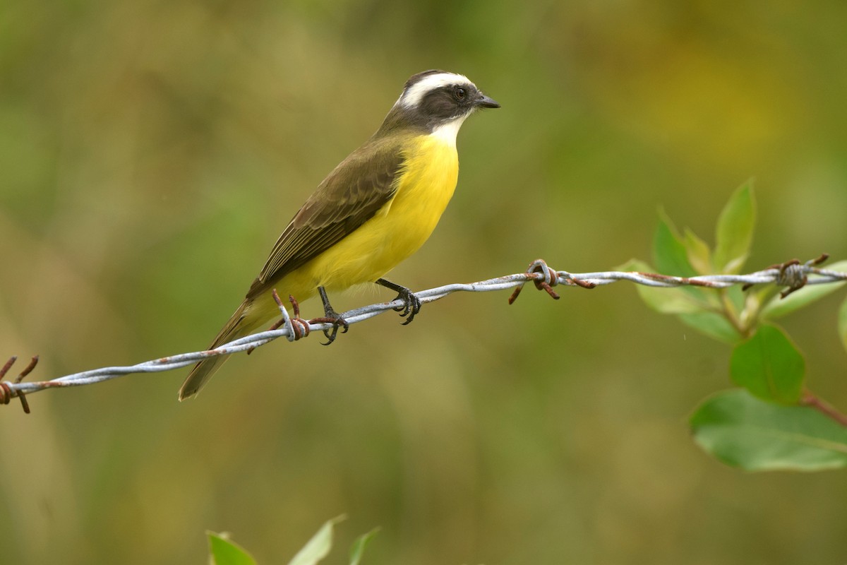 Social Flycatcher - ML627784468