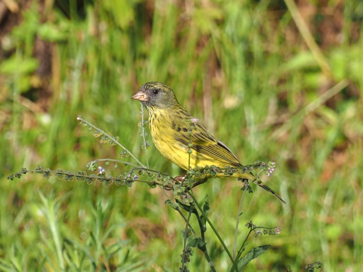 Southern Citril - ML627784539