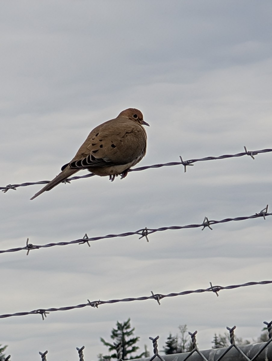 Mourning Dove - ML627784567