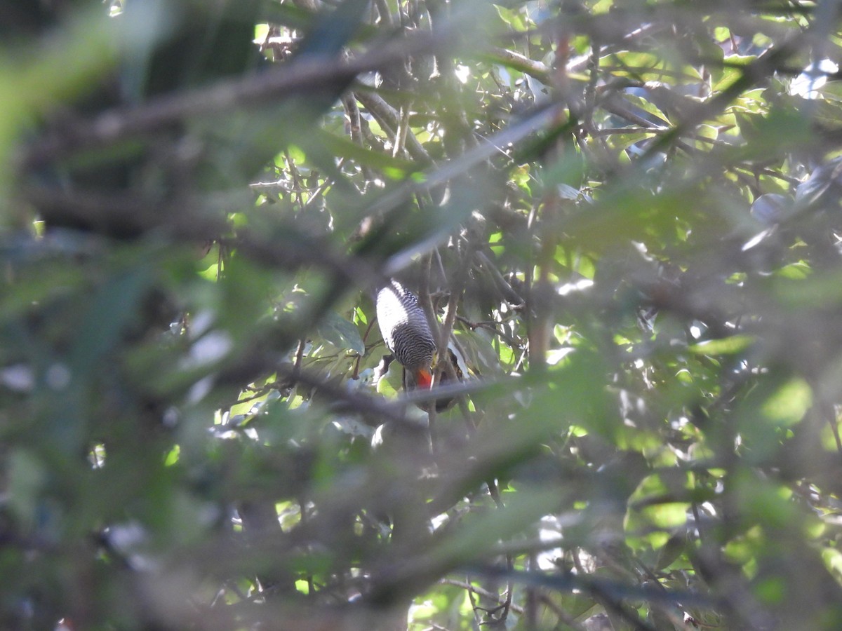 Golden-fronted Woodpecker - ML627784579