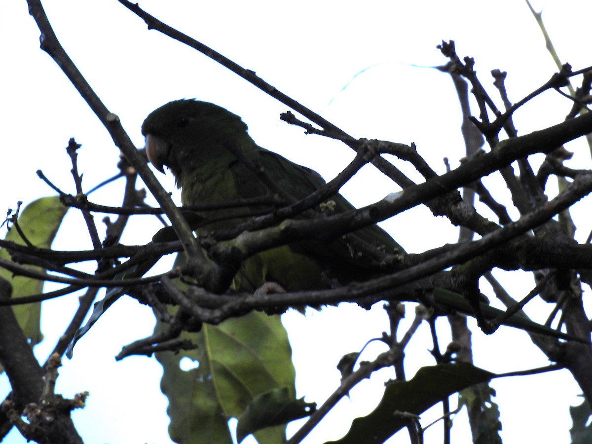 Pacific Parakeet - ML627784592