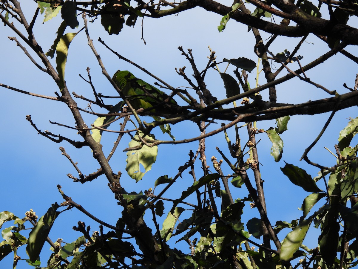 Pacific Parakeet - ML627784593