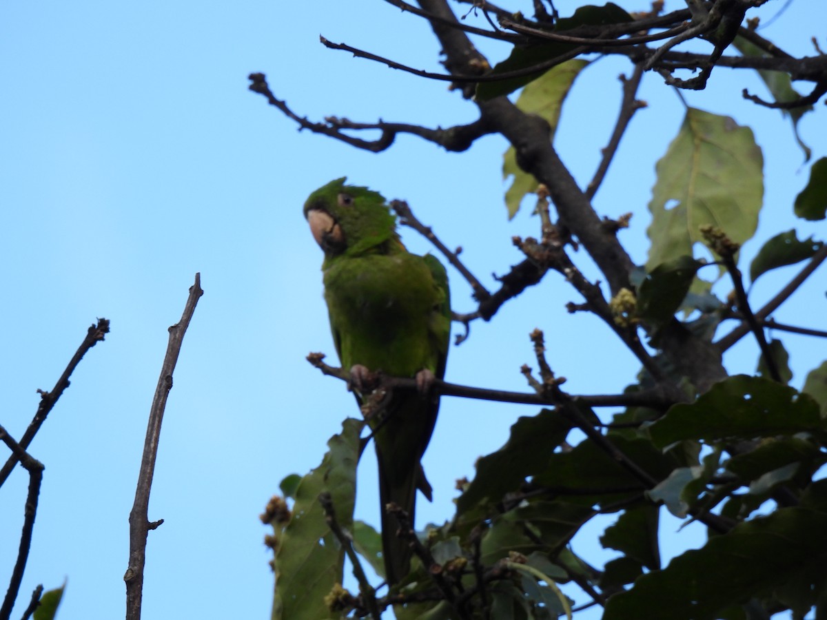 Pacific Parakeet - ML627784594