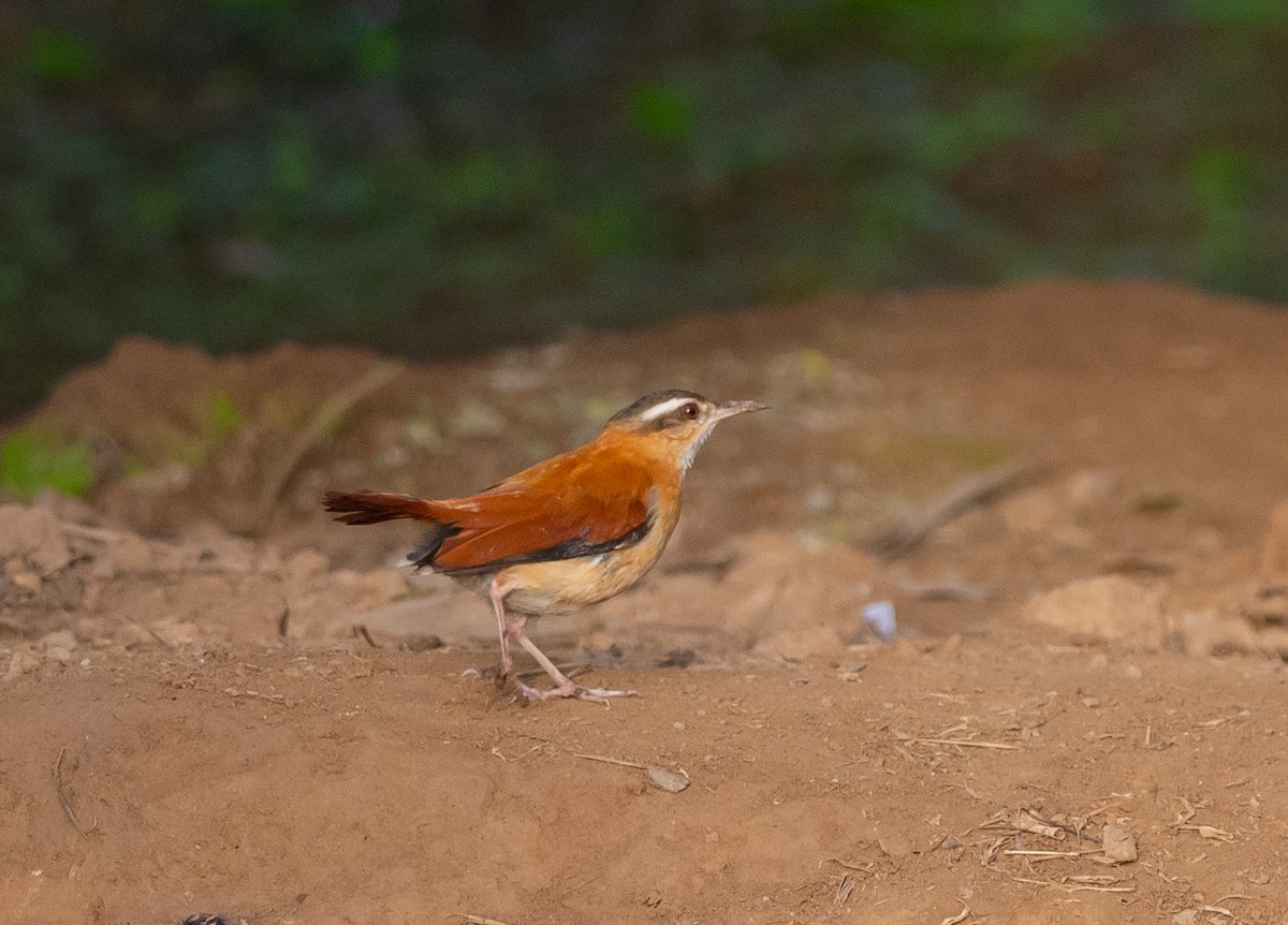 Pale-legged Hornero - ML627784611