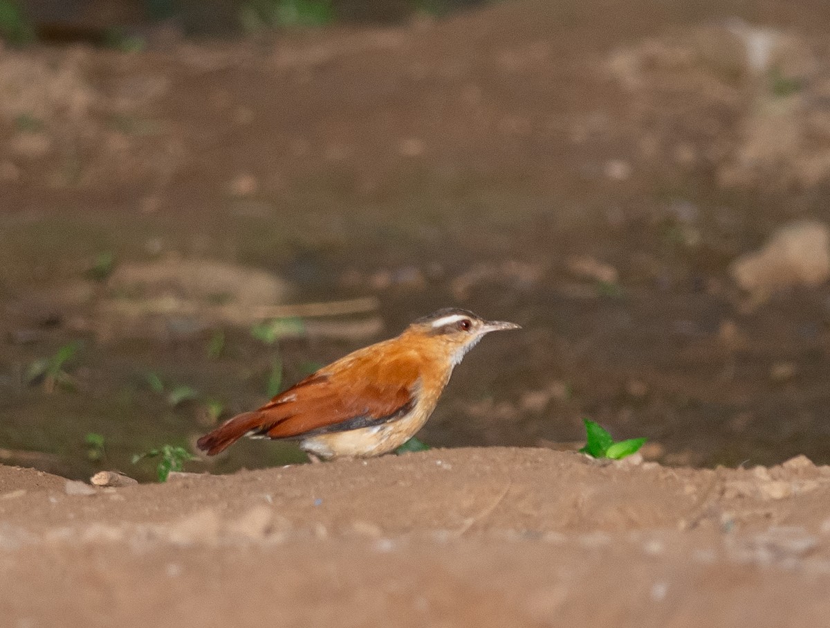 Pale-legged Hornero - ML627784621