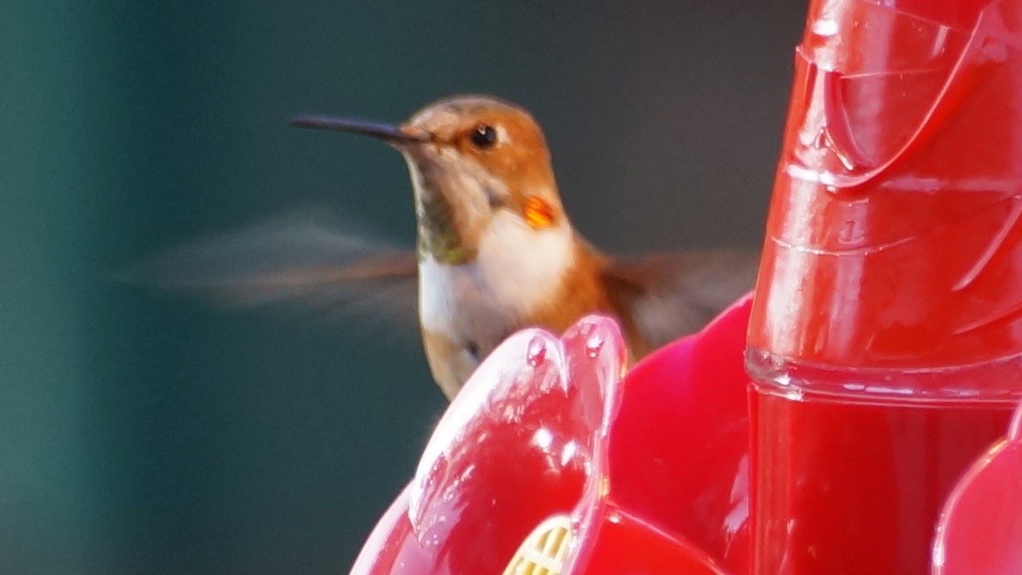 Allen's Hummingbird - ML627784695