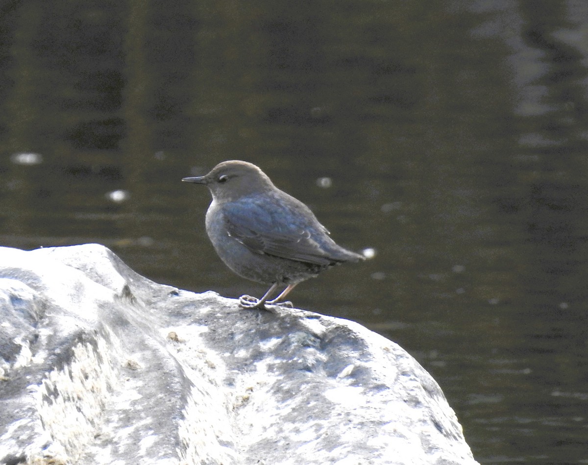 American Dipper - ML627784801