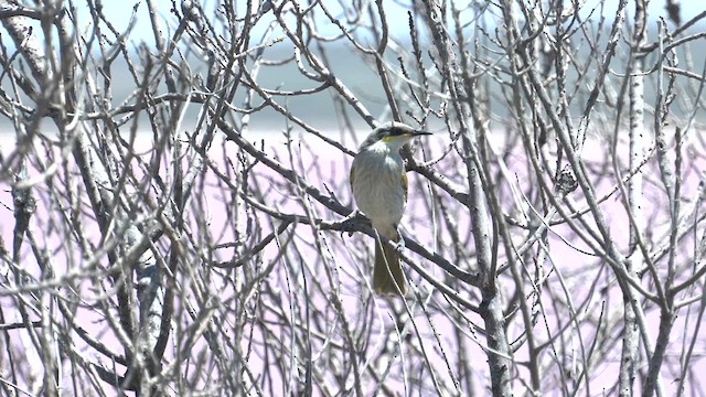 Singing Honeyeater - ML627784814