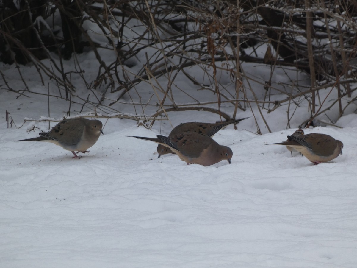 Mourning Dove - ML627784824