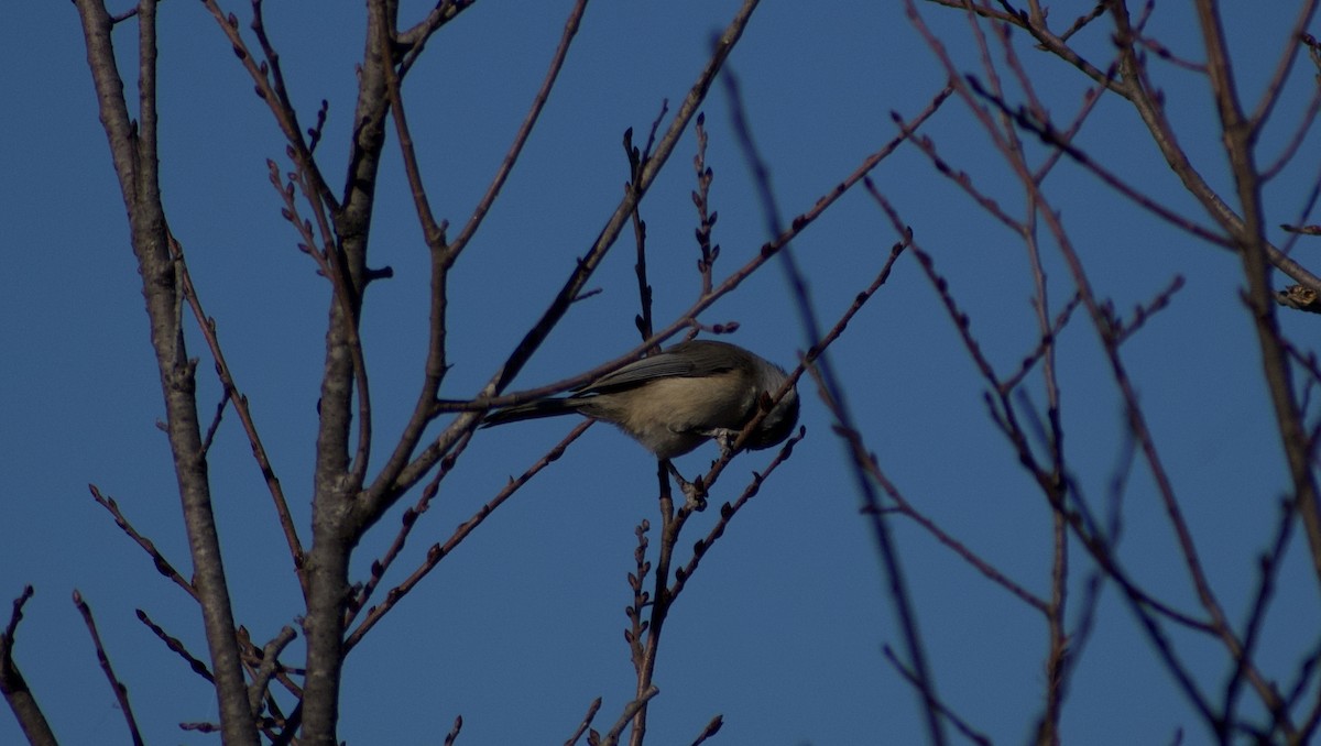 Mésange de Caroline - ML627784835