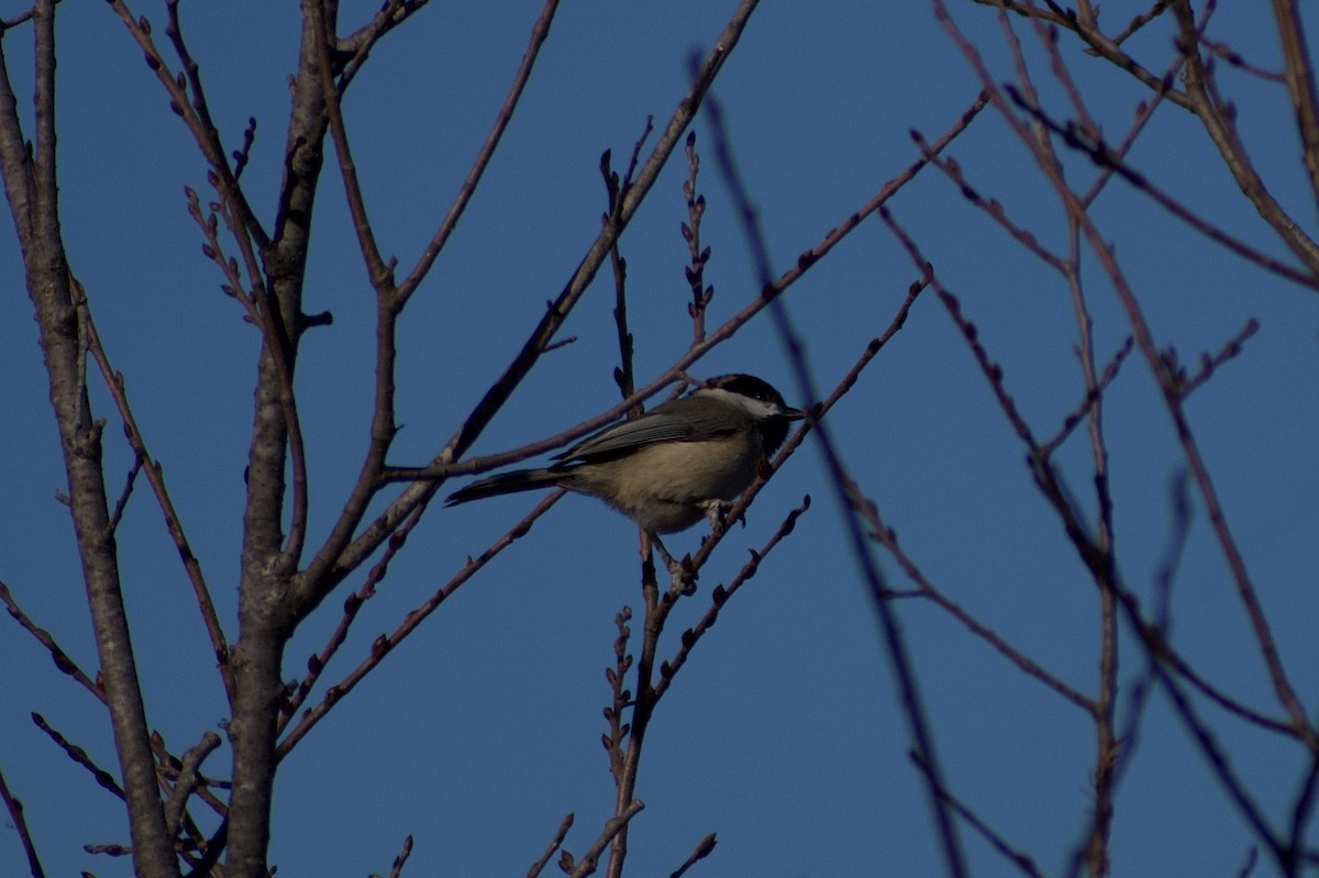 Mésange de Caroline - ML627784836