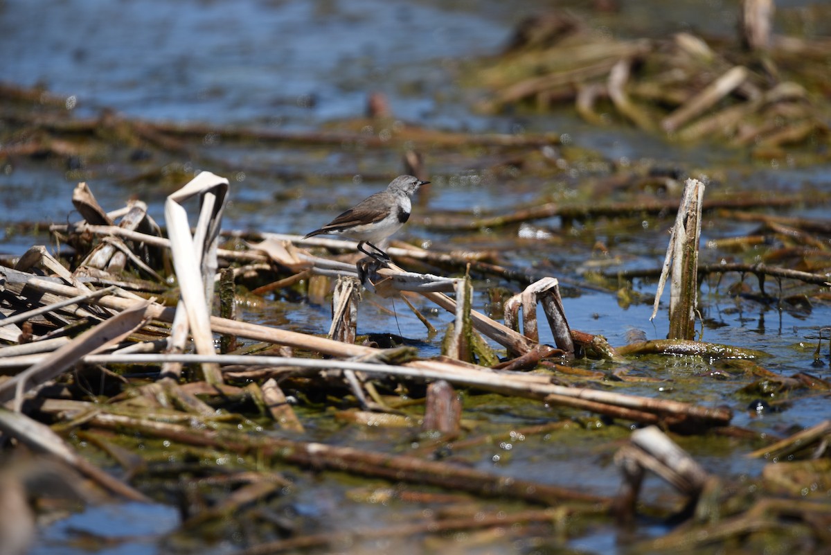 White-fronted Chat - ML627784880