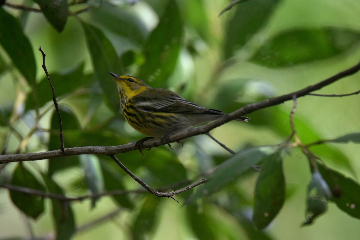 Cape May Warbler - ML627784904